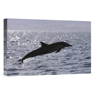 Mexico Baja Sea of Cortez 'Short-Beaked Common Dolphin Leaping' - Photograph Print on Canvas -  East Urban Home, NNAI6005 39916852