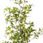 Pieris artificiel en pot de chambre de bébé-1245562338