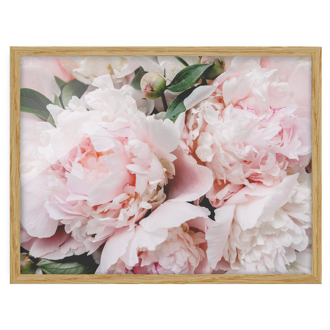 Gerahmtes Poster Peonies Light Pink