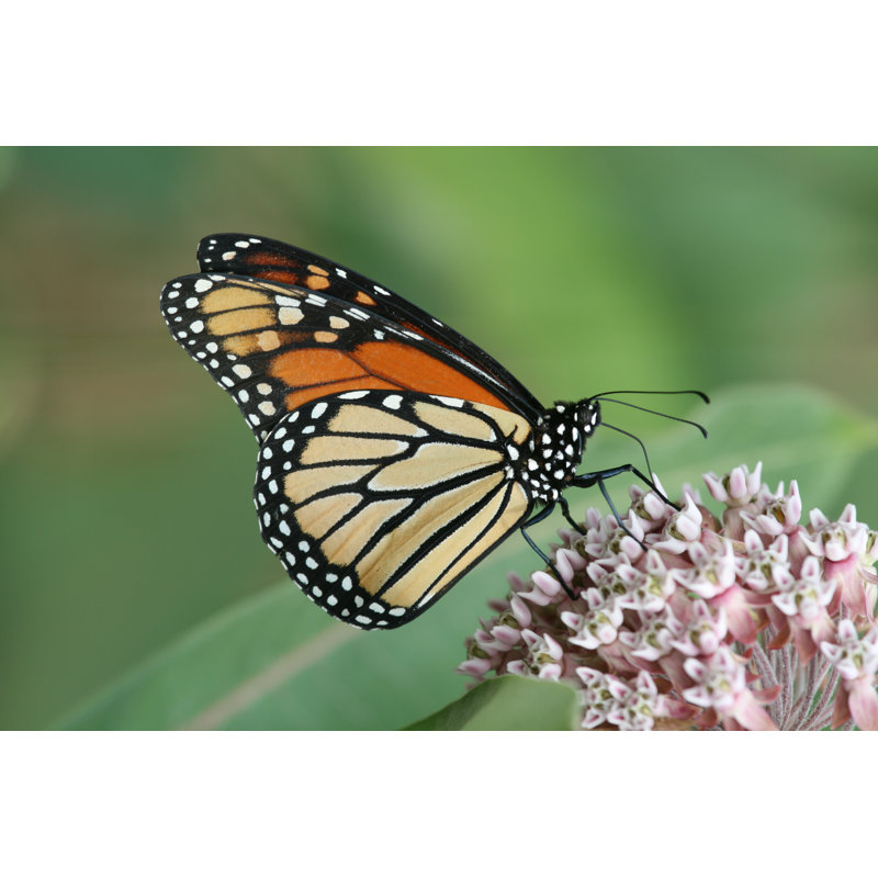 Papillon monarque - Photographie sur toile tendue, L 18 po x H 12 po