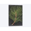 «Dramatic Pine III», impression sur toile-32861833-72238333-72238334