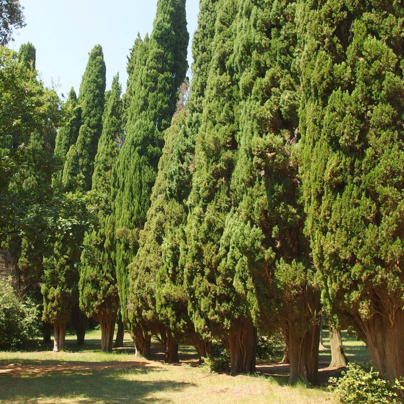 3 gal. Arborvitae Green Giant