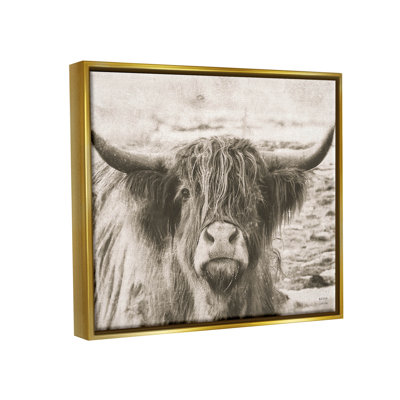 Photographie de Highland "