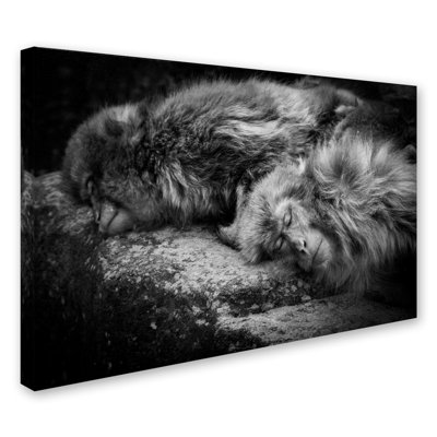 " Sleeping " by Akihiro Shibata