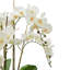 Orchid Arrangement in Ceramic Planter