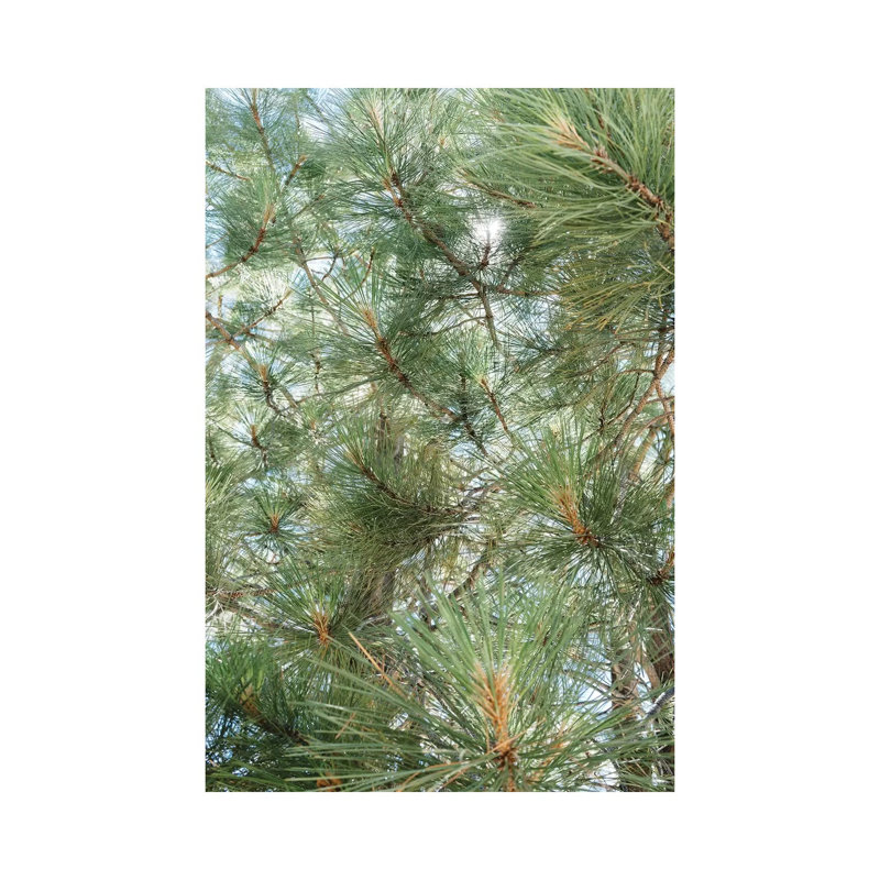 «Lake Tahoe IX» par Bethany Young - Giclée sur toile tendue avec châssis, H 26 po x l 18 po x 1,5 po