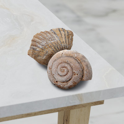 Mini Fossil Set