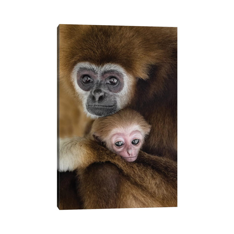Gibons Love by Goran Anastasovski - Wrapped Canvas Print, 20.32 cm H x 30.48 cm W