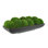 Moss Preserved in Oblong Planter