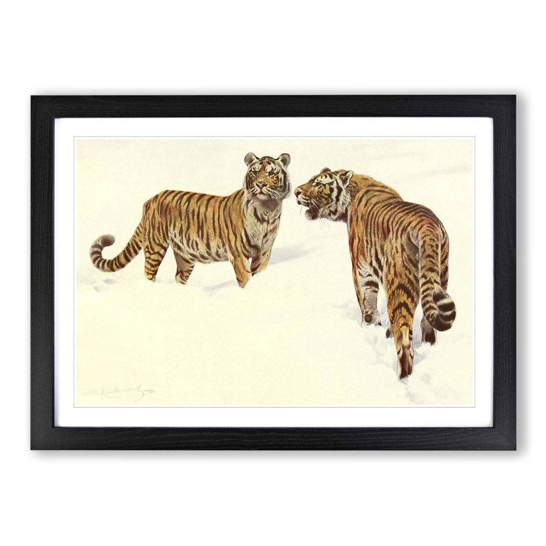 Vintage Siberian Tiger by Wilhelm Kuhnert - Framed Print