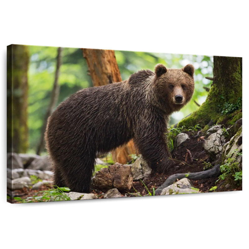 Brampt Wet Grizzly Bear, 32" H x 48" W