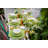 Maria Flor Charger Plate