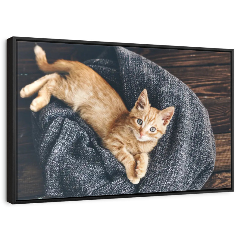 Chat au repos, 43 po x 29 po, Cadre flottant noir