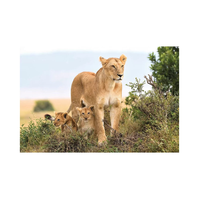 Liones Yaya With Cubs by Elmar Weiss - Wrapped Canvas Print, 20.32 cm H x 30.48 cm W