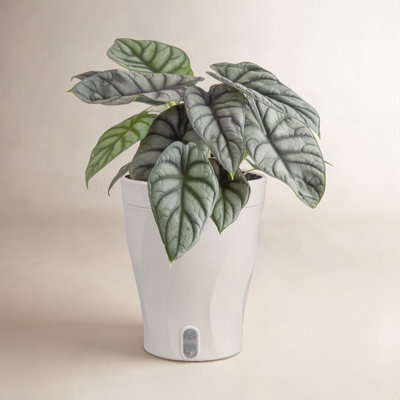 Costa Farms Trending Tropicals Silver Dragon