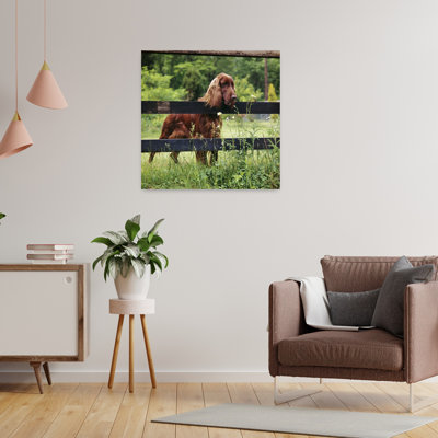 Irish Setter Dog Looking Over Wooden Fence Classic Retro Vintage Dog Animal Portrait Wall Art
