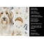 Torchon blanc et brun barbu-1234934762