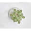 Plante grasse feuillage 5 po Aeium en pot