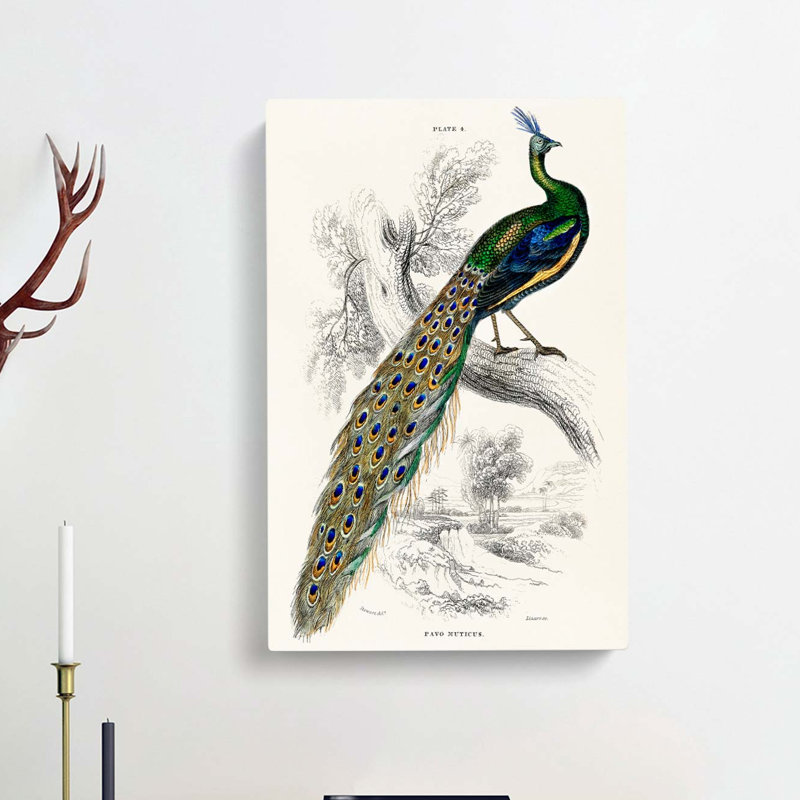 Majestic Peacock by Sir William Jardine - Wall Art, 76cm H x 50cm W x 3cm D, Unframed