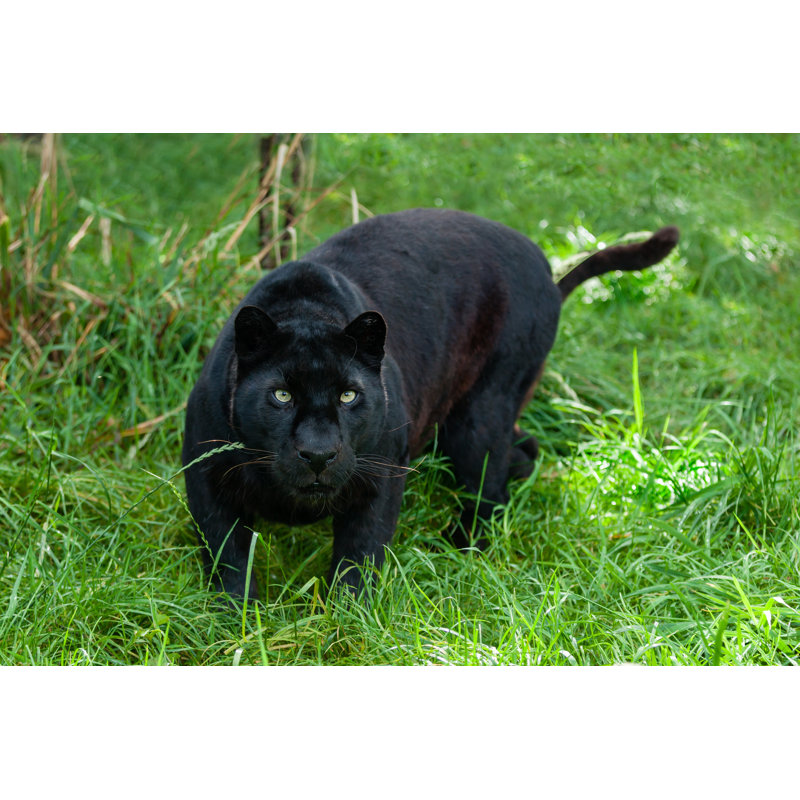 «Black Leopard Hunting» par Sarah_Cheriton - photographie sur toile tendue, L 18 po x H 12 po