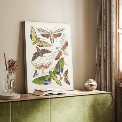 Antique Moths II -Custom Wrapped Gallery Cavas