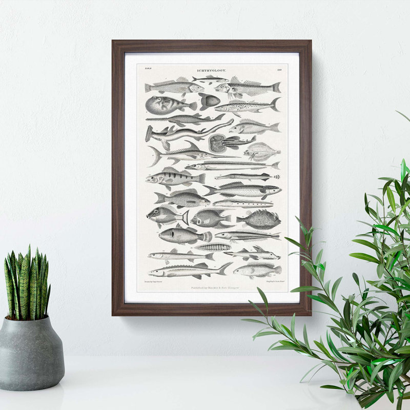 Study of Fish LXL by Oliver Goldsmith - Picture Frame Drawing Print, Walnut Framed, 36cm H x 27cm W x 2cm D
