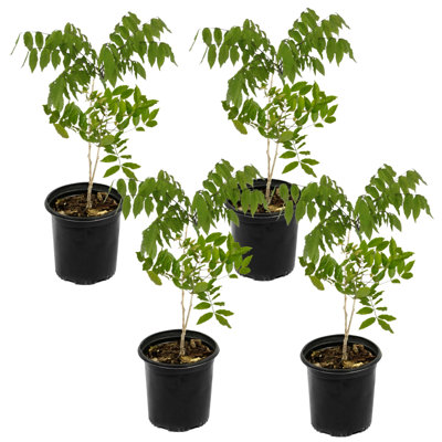 1 gal. Wisteria (4-Pack)