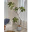 Plante d'intérieur en pot vert clair-1113480377