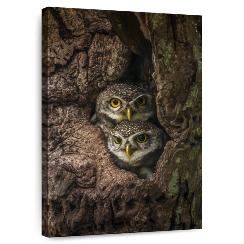 Brampt Twin Baby Owls, 36" H x 24" W