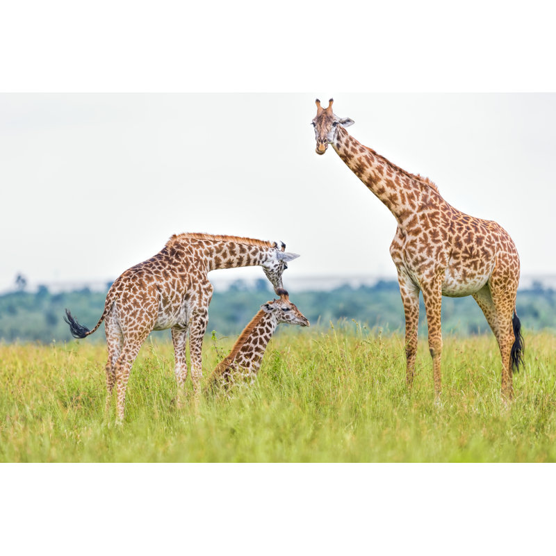 Giraffe Family - Wrapped Canvas Print, 81cm H x 122cm W x 3.8cm D