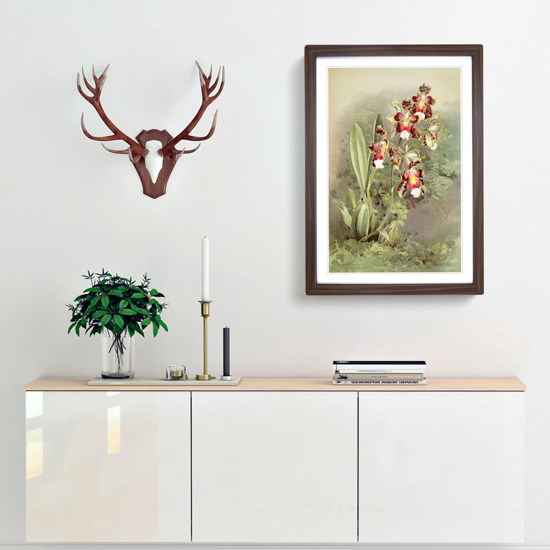 Magnolia Flowers Illustration Tab. 49 by Frederick Sander - Picture Frame Painting Print, 91cm H x 60cm W x 2cm D, Walnut
