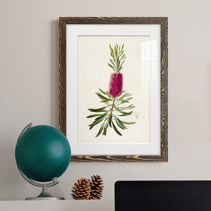 «Pretty Botanicals VII», impression encadrée, Encadré de bois de noyer, H 32 po x l 23 po x P 1 po