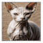  Tapis lavable Sphynx Cats-1904784922