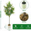 180cm Plant