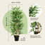 95cm Plant