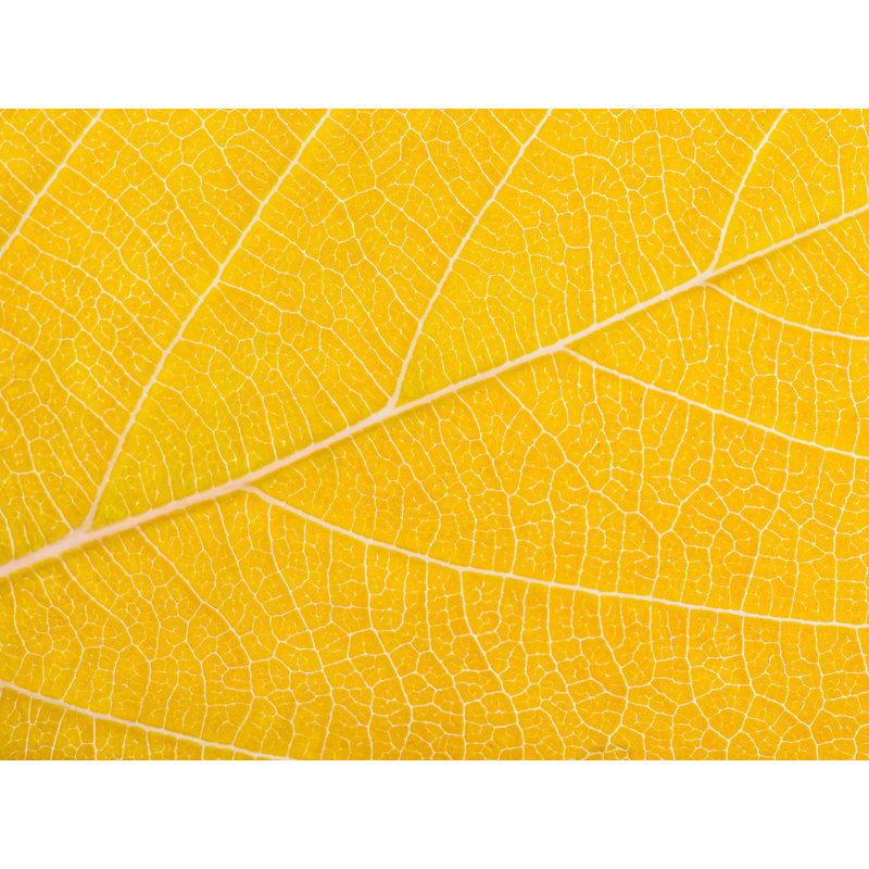 Autumn Leaf Print by Philippe Monthoux, 24" H x 32" W, Wrapped Canvas