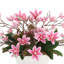 Papillons magnolias dans un vase décoratif