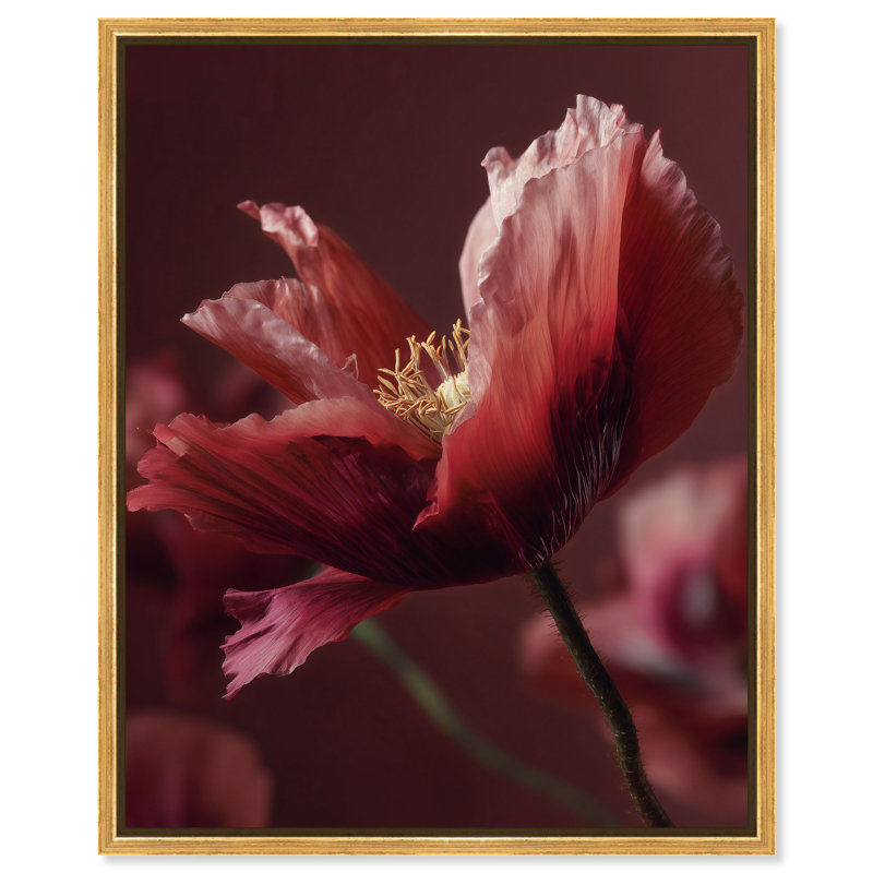 Merlot Blush Blossom II Print by Oliver Gal, 37"H x 46"W, Gold Floater Frame