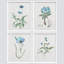 Aquarelle de bleuet pastel bleu marine encadré sur papier, impression de 4 pièces-97782797-97782798