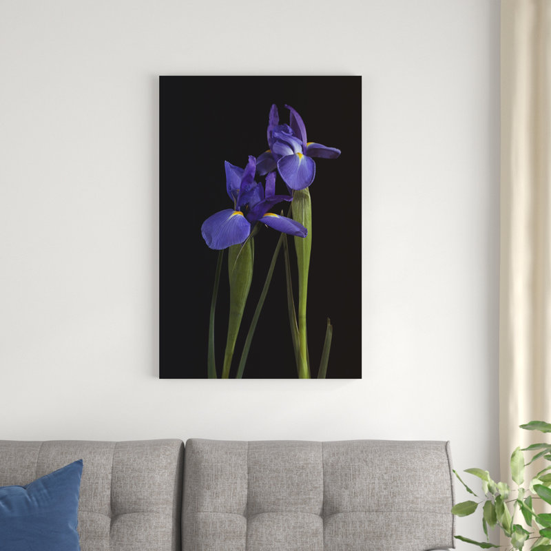 Iris sur fond noir I, H 36 po x l 24 po