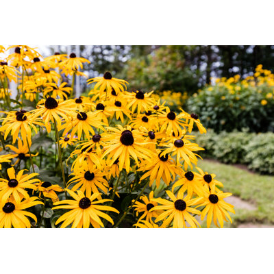 «Black Eyed Susan's» - Photographie sur toile tendue