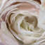 « melody brights »-sans cadre, reproduction d’art sur toile-1765518