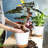 Plant Pots with Drainage Hole-396551369