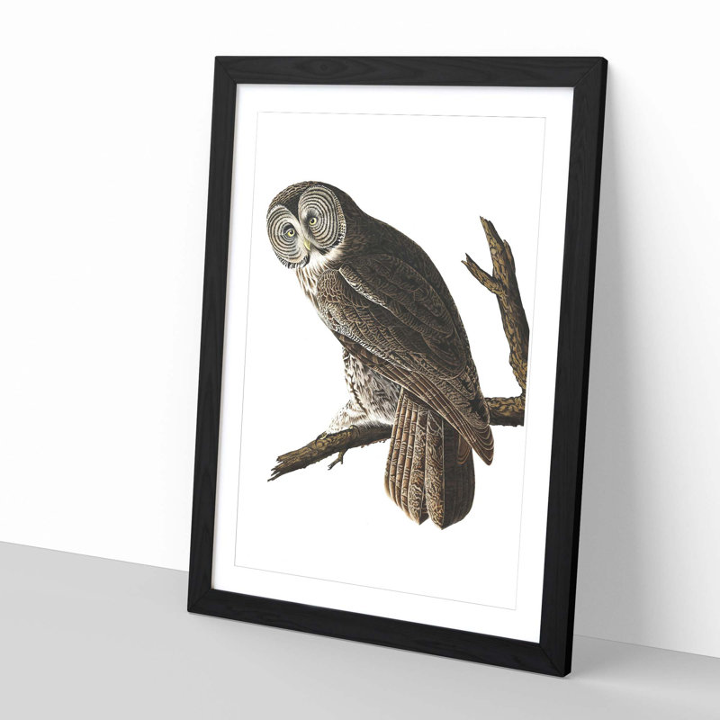 John Audubon - Single Picture Frame Print, Black