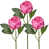 Rose est en rupture de stock