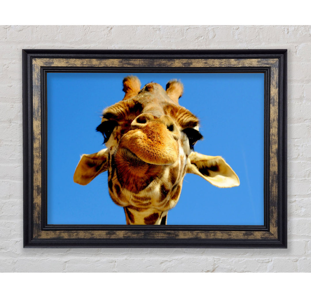 Giraffe Smile - Einzelner Bilderrahmen Kunstdrucke