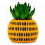Plante de 6 po