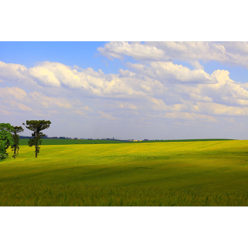 Araucaria verte et champ de blé vert par Agustavop, H 24 po x l 36 po