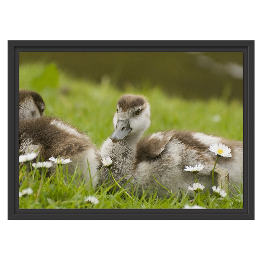 Gerahmtes Wandbild Kühe auf Wiese