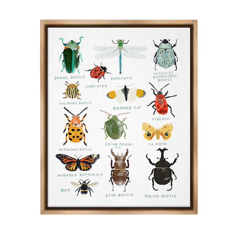"Types d'insectes éducatifs" par Hanna Melin sur toile, H 21 po x l 17 po, Cadre flottant orme Montalcino